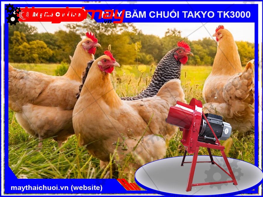 Máy băm chuối Takyo TK1500 chuyên dùng để chế biến thức ăn cho gà, vịt con ăn