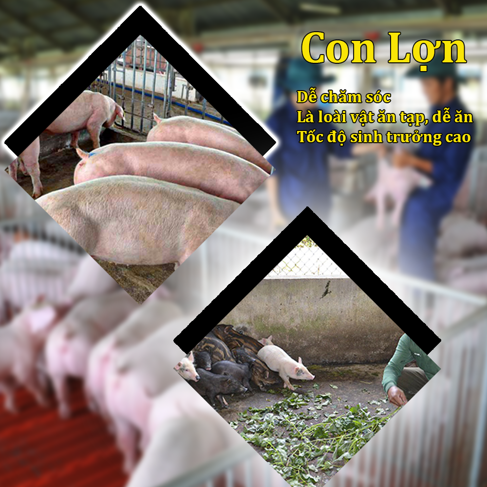 Lợn là loài động vật dễ phát triển nên được các hộ chăn nuôi quan tâm